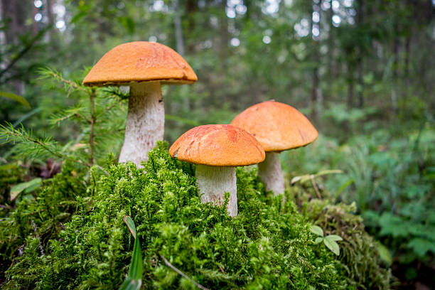 istock mushrooms in the forest 508578693
