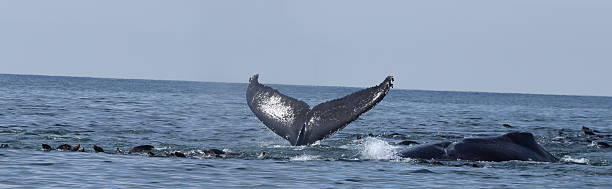 ハンプバッククジラの尾 - monterey bay ストックフォトと画像