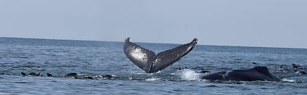 Humpback Whale Tail stock photo