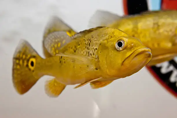 Beautiful Freshwater Aquarium Fish