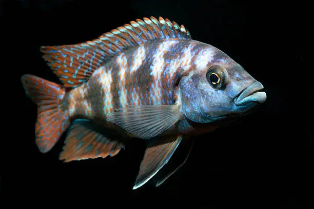 Beautiful Freshwater Aquarium Fish
