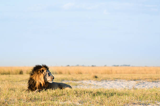 istock Lion in the bush veld 508579170