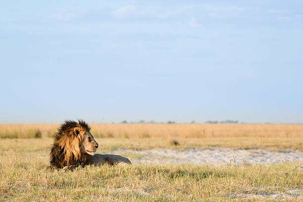istock Lion in the bush veld 508579396
