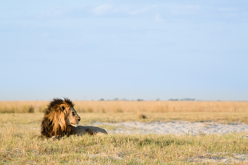 Lion cub relaxing with lioness in the wild. Copy space.