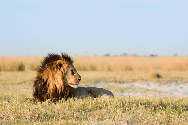 istock Lion in the bush veld 508579482