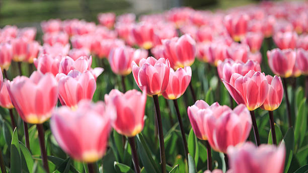 istock Tulips in The Sunshine 508579768