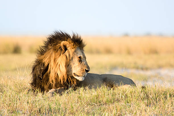 istock Lion in the bush veld 508579924