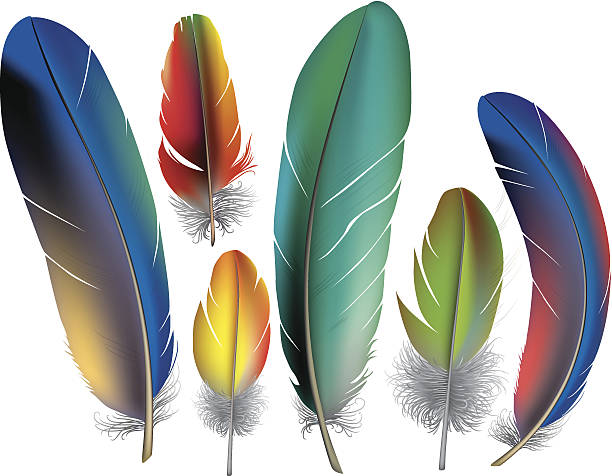 Colored feathers vector art illustration