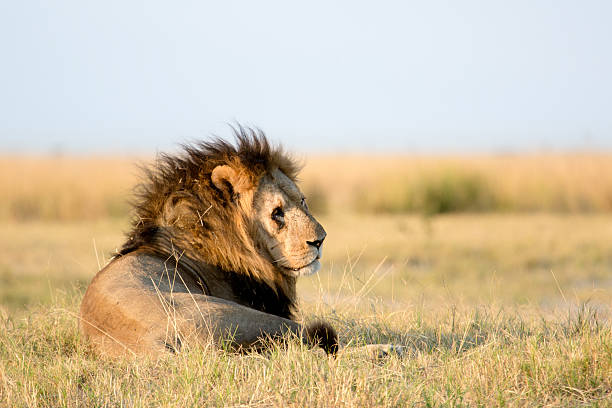 istock Lion in the bush veld 508580214