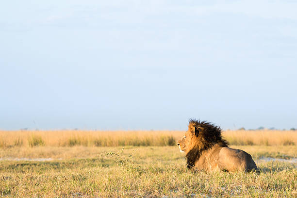 istock Lion in the bush veld 508580394