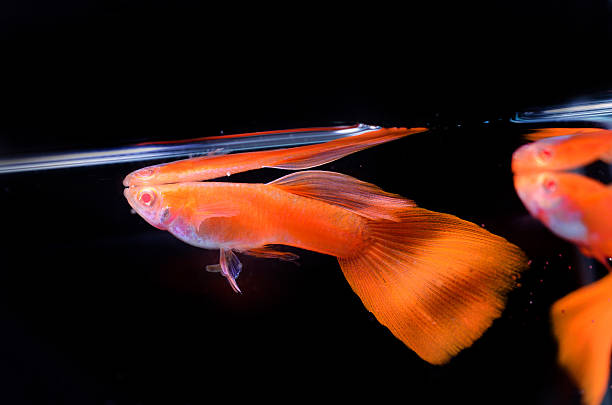 istock Beautiful Guppy isolated on Black 508580411
