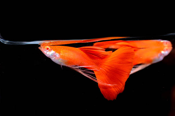 istock Beautiful Guppy isolated on Black 508580421
