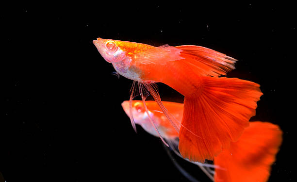istock Beautiful Guppy isolated on Black 508580423