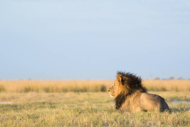 istock Lion in the bush veld 508580480