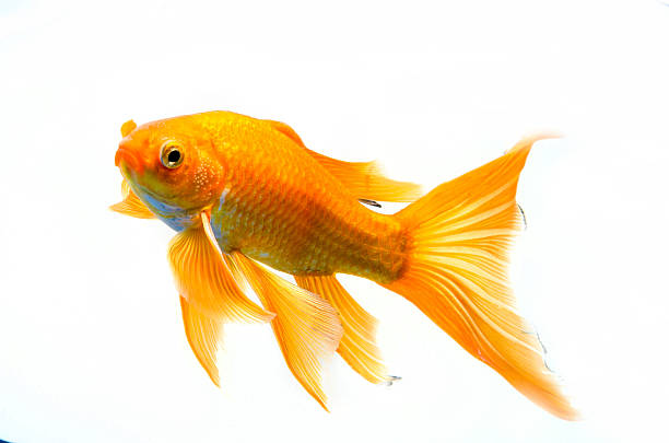 istock Beautiful Gold fish isolated on white background 508580543