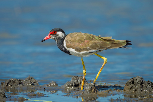 Side close up of Vanellus indicus (red-wattled lapwing) in nature of Thailand
