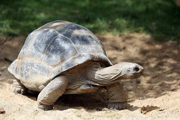 istock Aldabra giant tortoise, Aldabrachelys gigantea 508580581