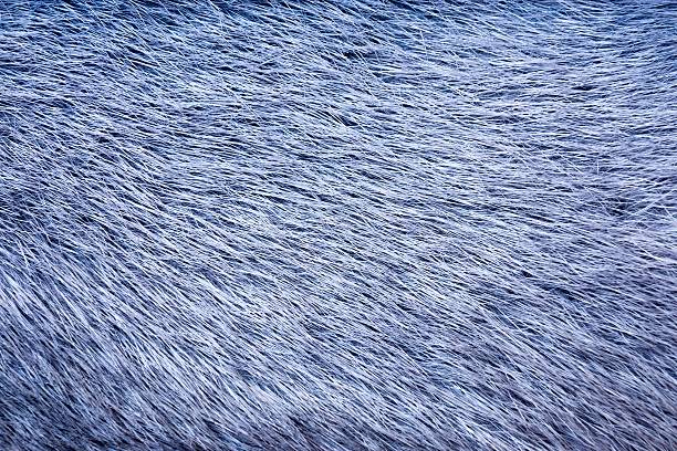 istock texture from fur of blue color 508580593