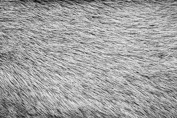 istock texture from fur of gray color 508580595