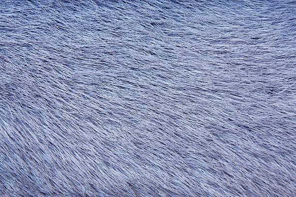 istock texture from fur of gray-blue color 508580601