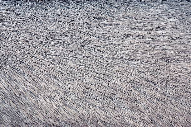 istock texture from fur of gray-haired color 508580603