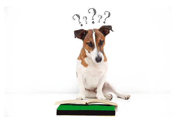 istock Dog Searching for answers 508580710