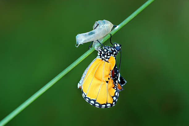 istock amazing moment about butterfly change form chrysalis 508580719