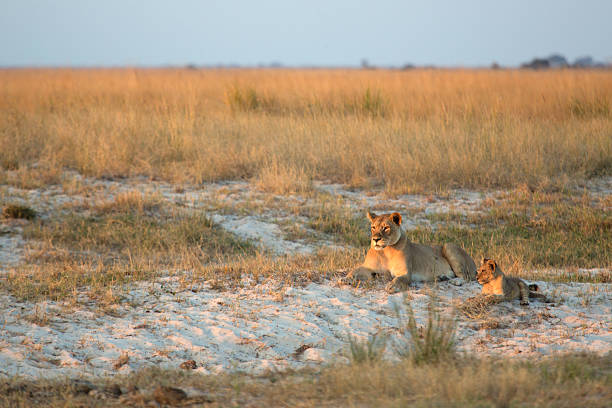 Lion in the bush veld