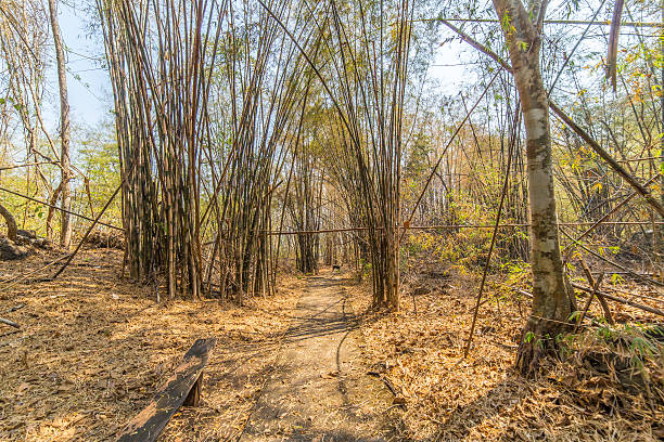 bamboo forest walkway stock photo