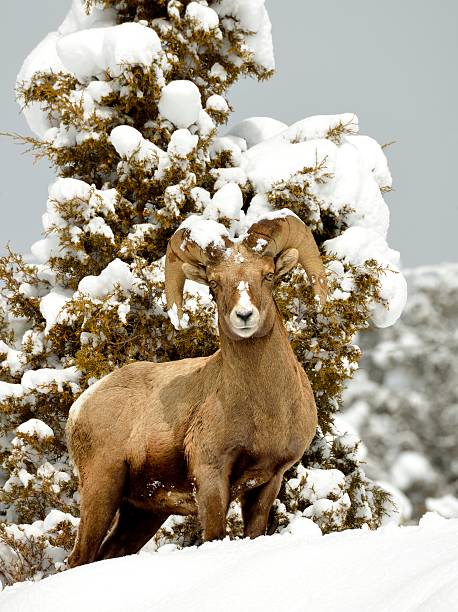 Big Horn Ram a Big Horn sheep stands on a hill side covered in fresh snow in Big Sky, Montana big sky ski resort stock pictures, royalty-free photos & images