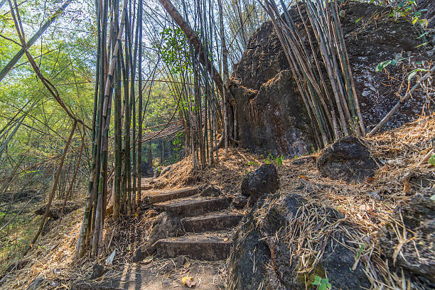 bamboo forest walkway stock photo