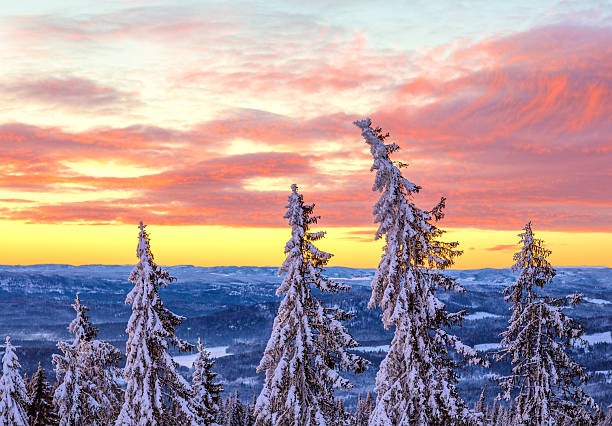 Snow covered Spruce Tree forest at sunset in January, Oslo Norway