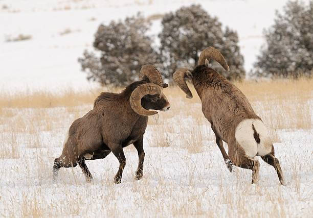 big horn rams - bighorn sheep fotografías e imágenes de stock