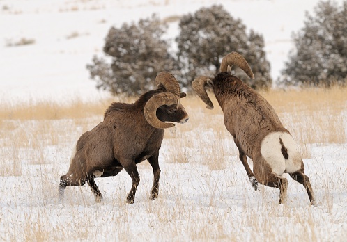 a pair of Rams fight for dominance near Gardiner, Montana