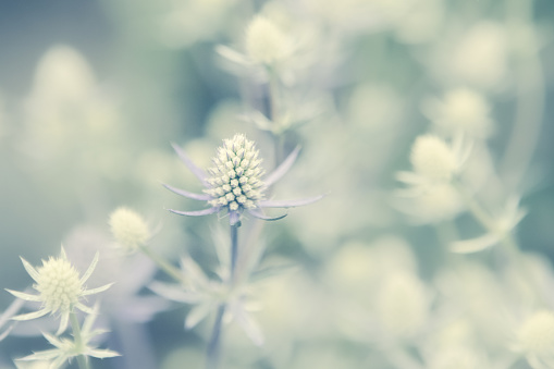 Spikey flower plants of Sea Holly  (Eryngium) growing in the summer flower garden. Purple blue and white in color. One flower in focus with dreamy bokeh in background. Pretty nature background image from a high resolution color photograph. No people in photo. Horizontal composition.