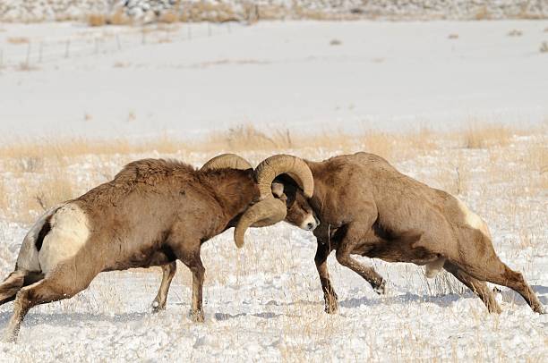 Big Horn Rams stock photo