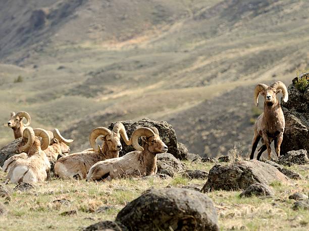 big horn rams - bighorn sheep stock-fotos und bilder