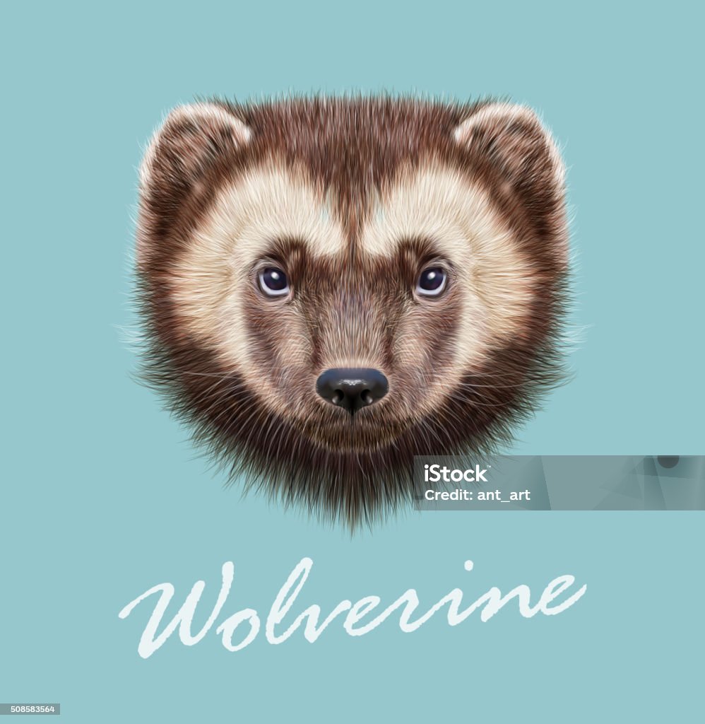 Wolverine Animal Vector Illustrated Portrait Stock Illustration - Download  Image Now - Wolverine - Weasel Family, Bear, Canada - iStock