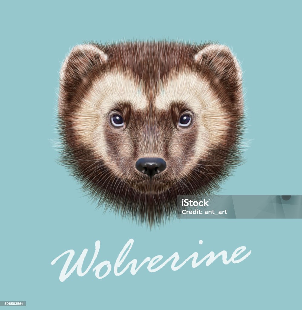 Wolverine Animal Vector Illustrated Portrait Stock Illustration - Download Image Now - Wolverine - Weasel Family, Bear, Canada - iStock Wolverine Animal Vector Illustrated Portrait Stock Illustration - Download Image Now - Wolverine - Weasel Family, Bear, Canada - iStock