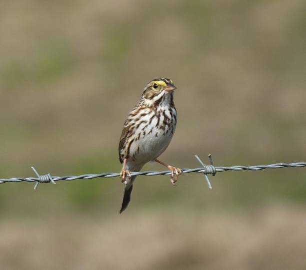 passero delle savane (passerculus sandwichensis) - passerculus sandwichensis foto e immagini stock