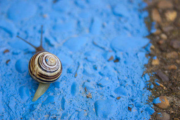 Snail on a blue wall with a blob of the same blue paint on its stripy shell.