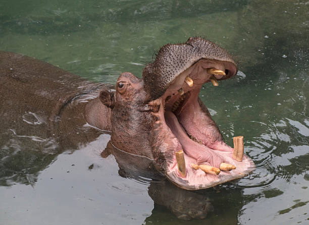 istock Closeup of a hippo in water 508584616