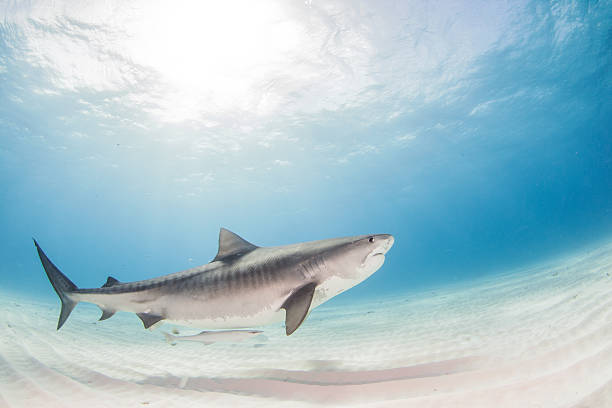 Tiger shark stock photo