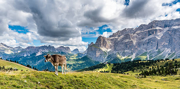 Dolomites Italy - Cow on the pasture - Amazing Landscape of Mountains in Italy