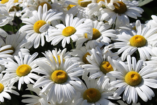 Grouping of White daisies 