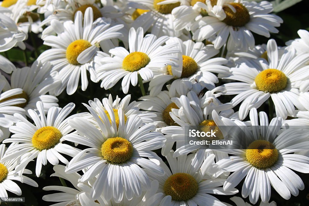 Daisies Grouping of White daisies  Shasta Daisy Stock Photo