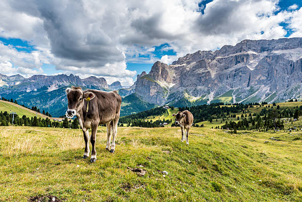 istock Dolomites Italy - Cow on the pasture 508585388