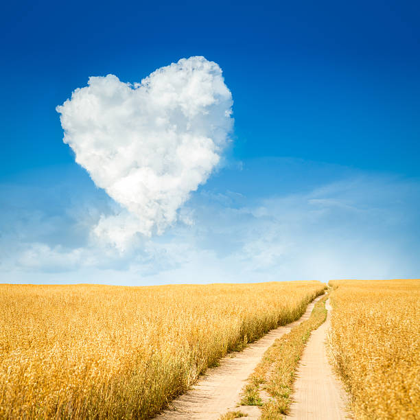Heart Shaped Cloud and Yellow Field Landscape stock photo