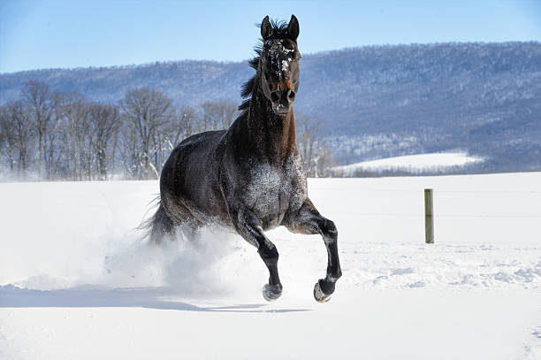 Black Horse Running in Deep White Snow, Front View stock photo