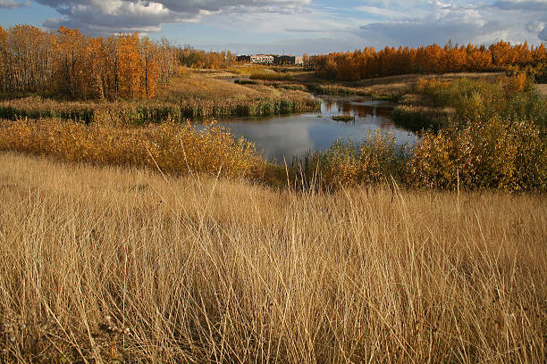 Roper Pond, created in 2004 in Edmonton, Alberta, Canada, is a naturalized online stormwater treatment facility built to mimic a river's marsh ecosystem. In other words, it's a human-made pond that turns drainage into an urban oasis for plants, animals, and people. The site consists of a large open water area, a vegetation fringe, and upland deciduous forests -- all tucked within a vast industrial and commercial area. In the background of this shot, in fact, is a commercial building.